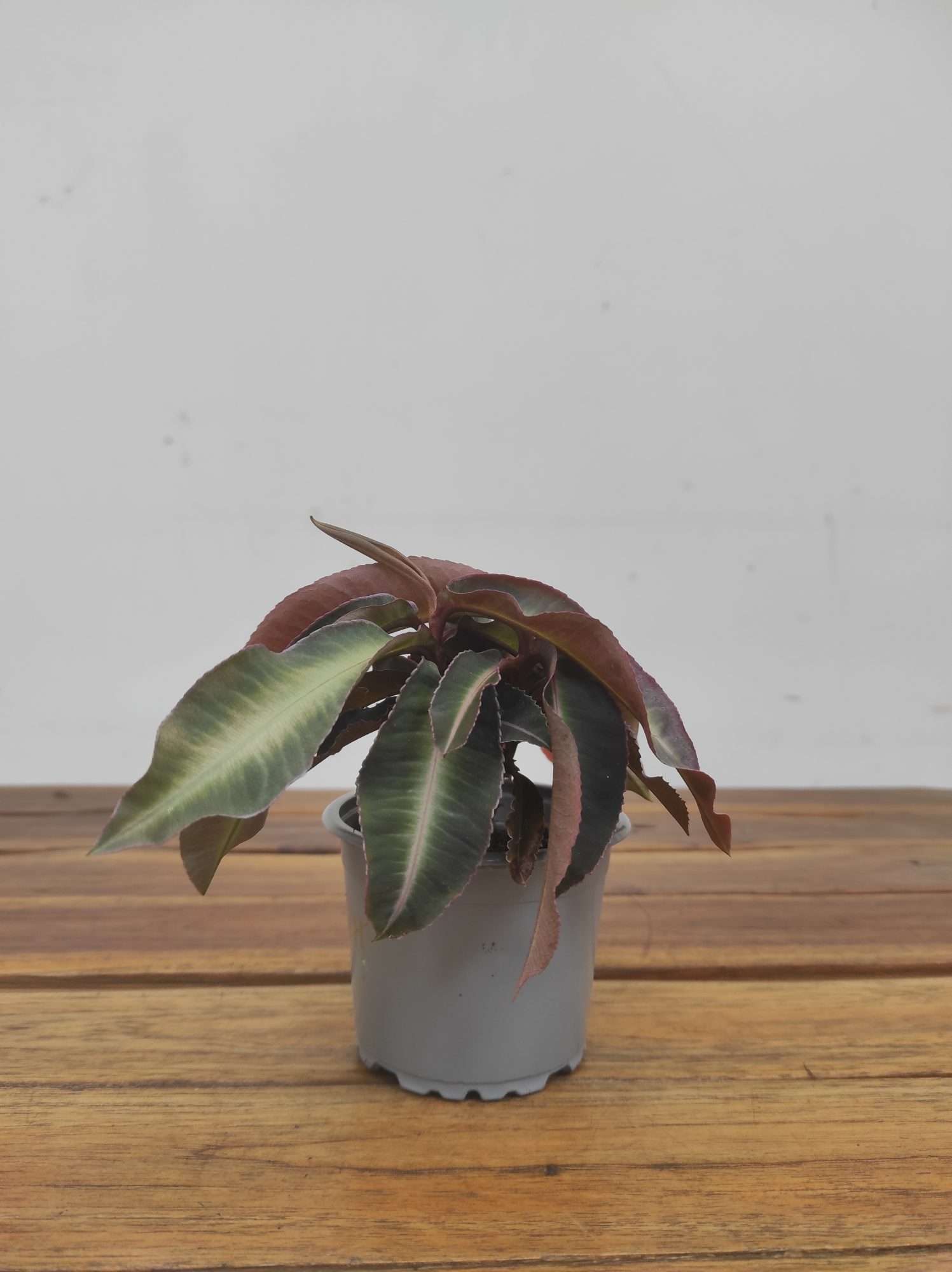 Labisia Pumila 'Stripe' - Image 2