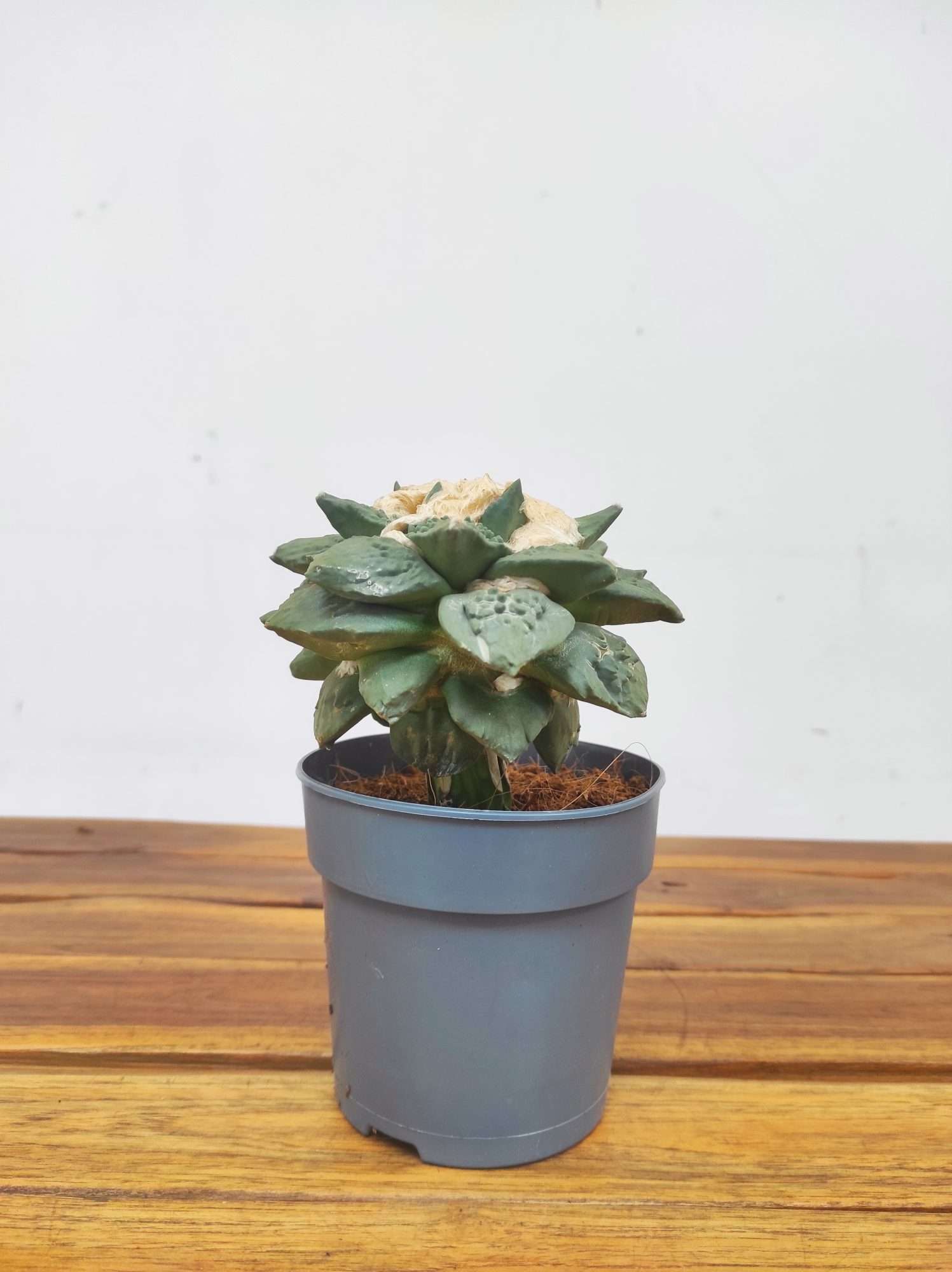 Ariocarpus Retusus - Image 2