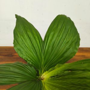 Carludovica Palmata 'Jungle Drum'