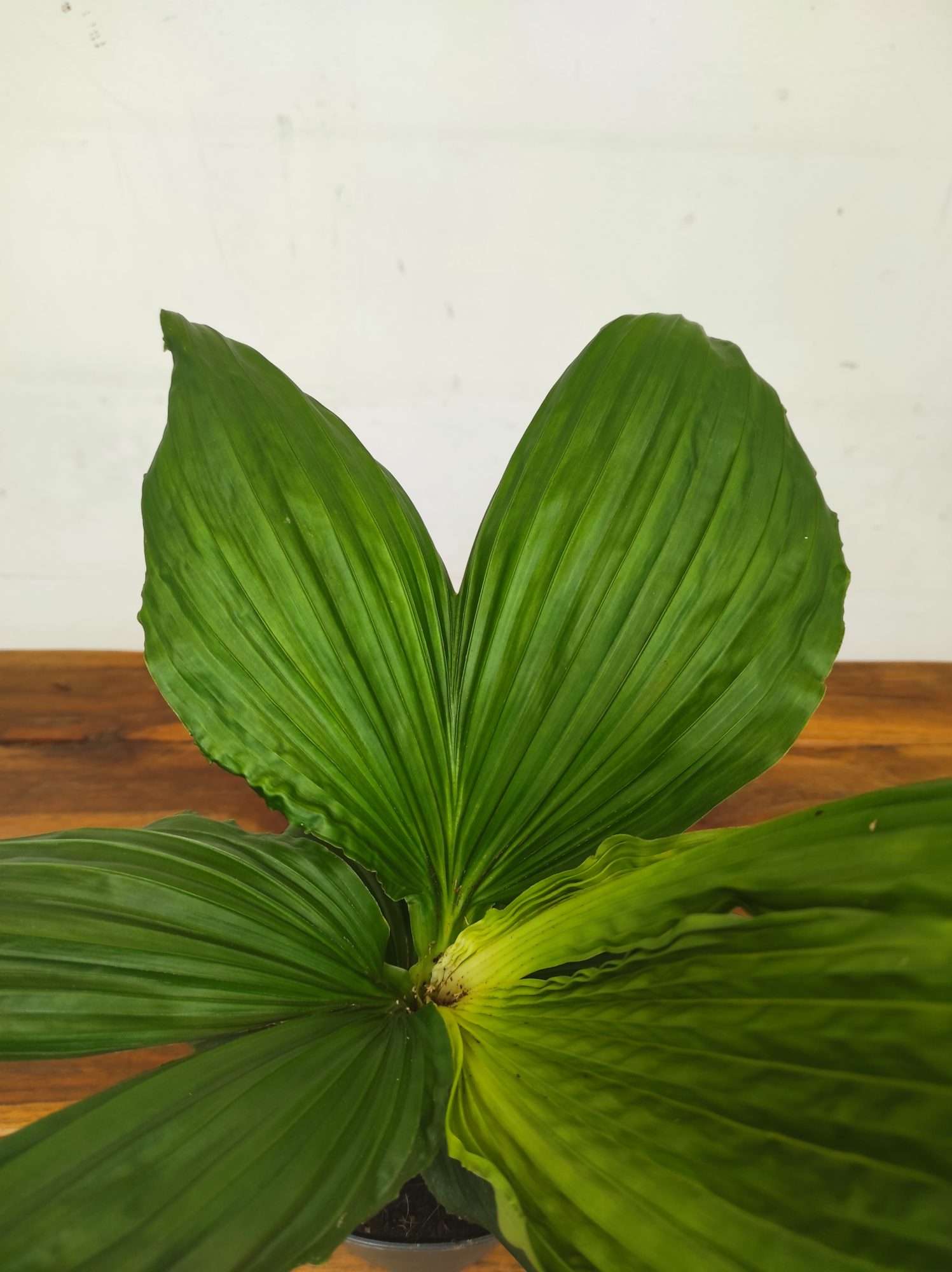 Carludovica Palmata 'Jungle Drum'