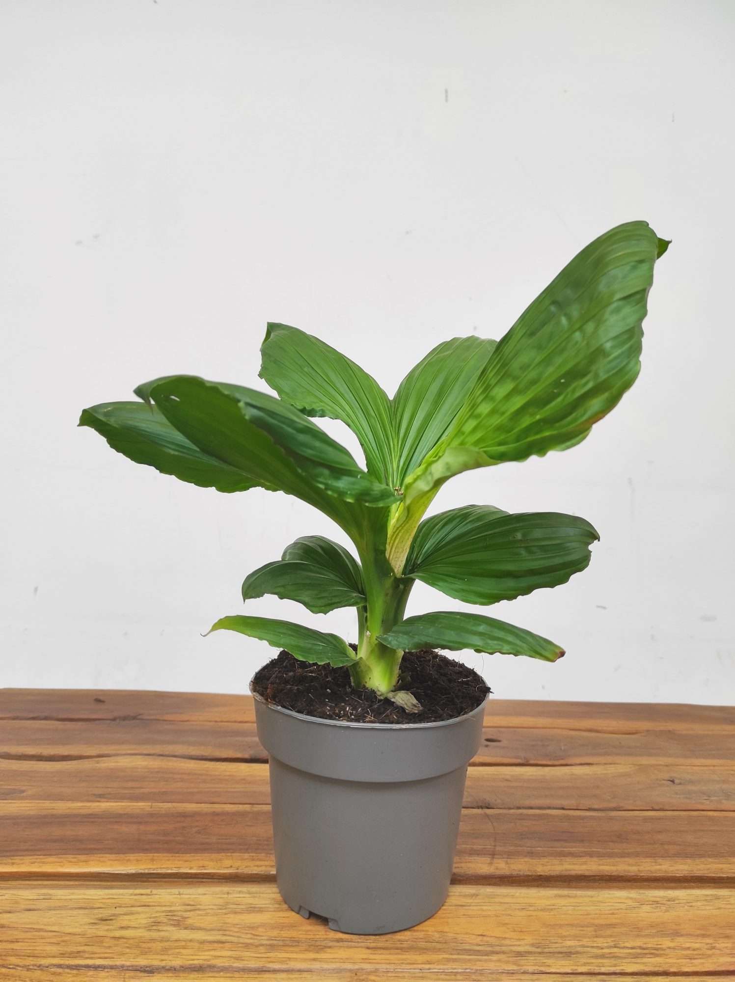 Carludovica Palmata 'Jungle Drum' - Image 2