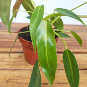 Philodendron 'Spiritus Sancti' V.10