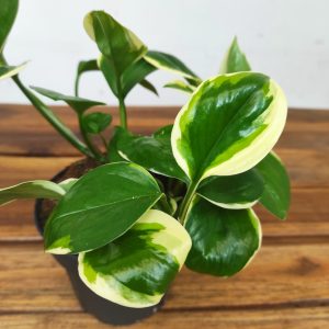 Scindapsus 'Jade Satin'