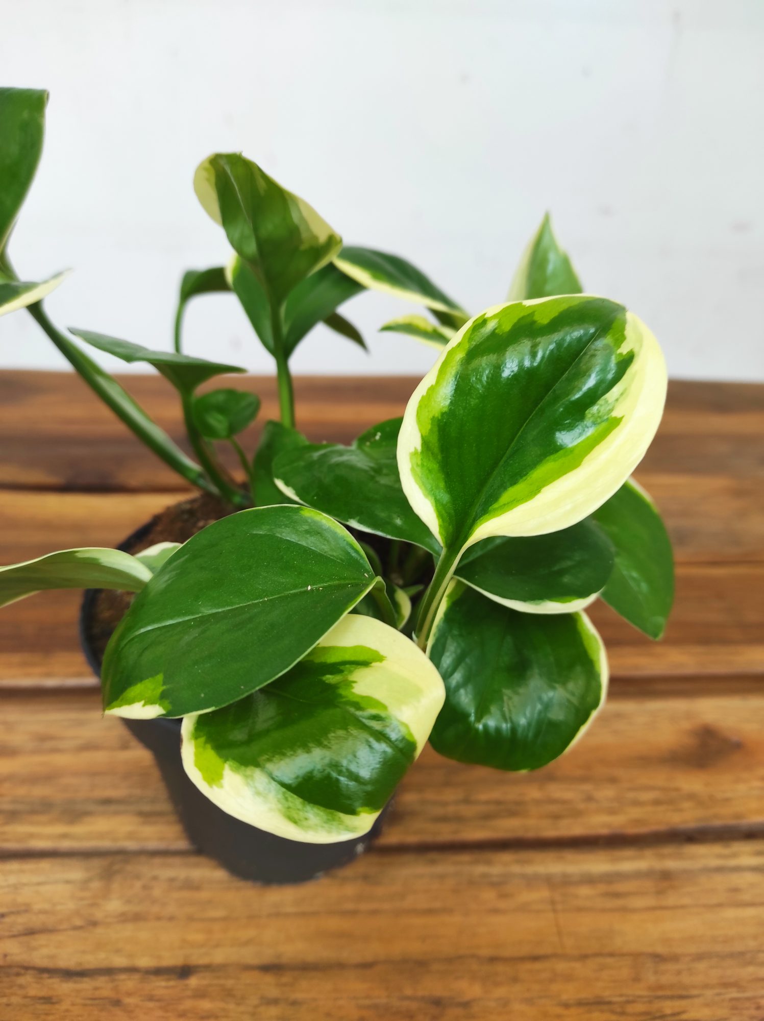 Scindapsus 'Jade Satin'