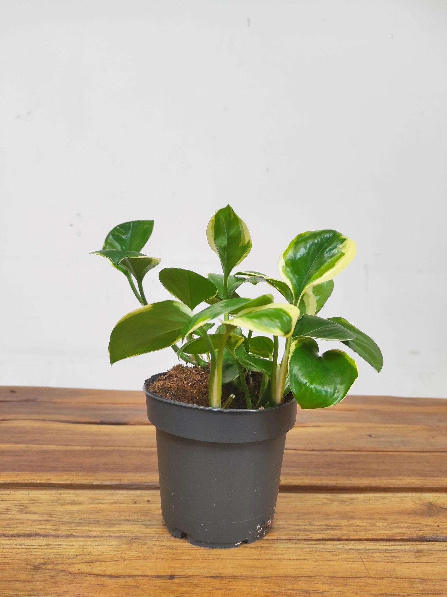 Scindapsus 'Jade Satin' - Image 2