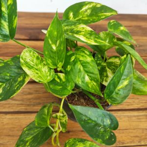 Epipremnum Churchill Gold V.12