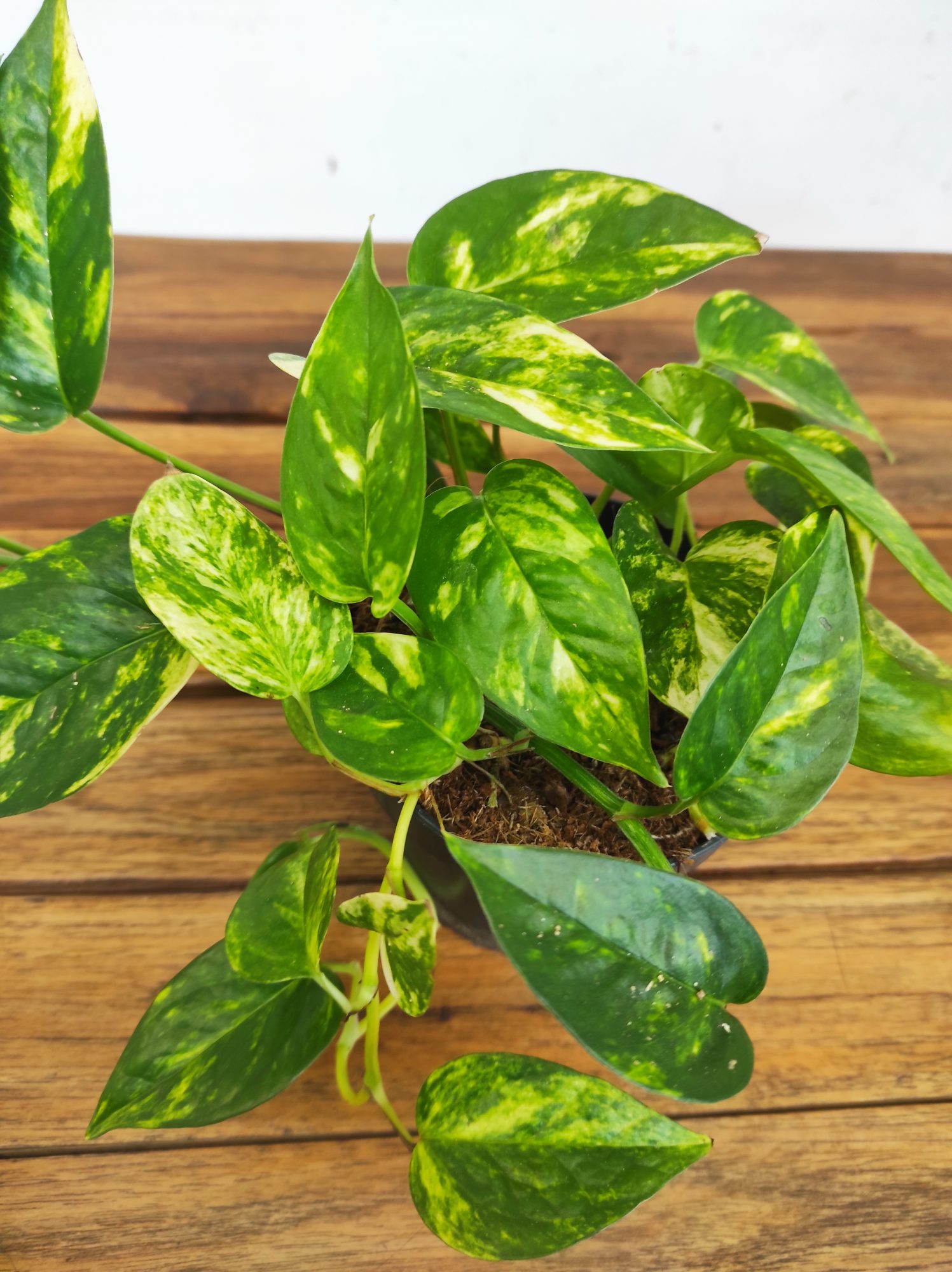 Epipremnum Churchill Gold V.12