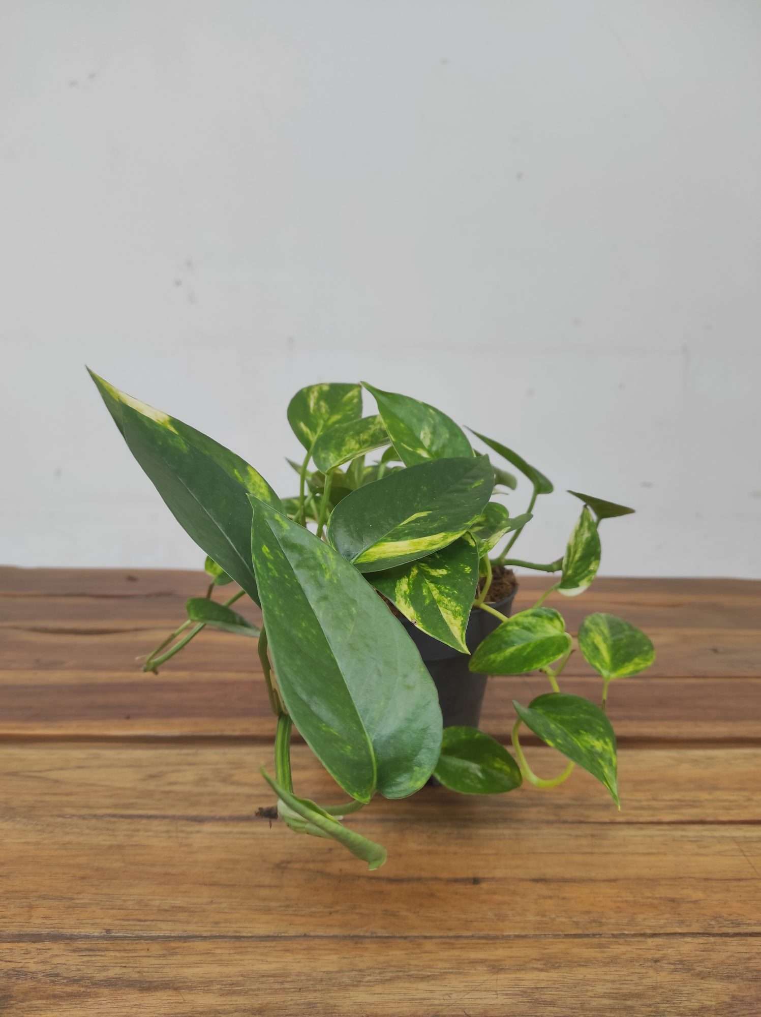 Epipremnum Churchill Gold V.12 - Image 2