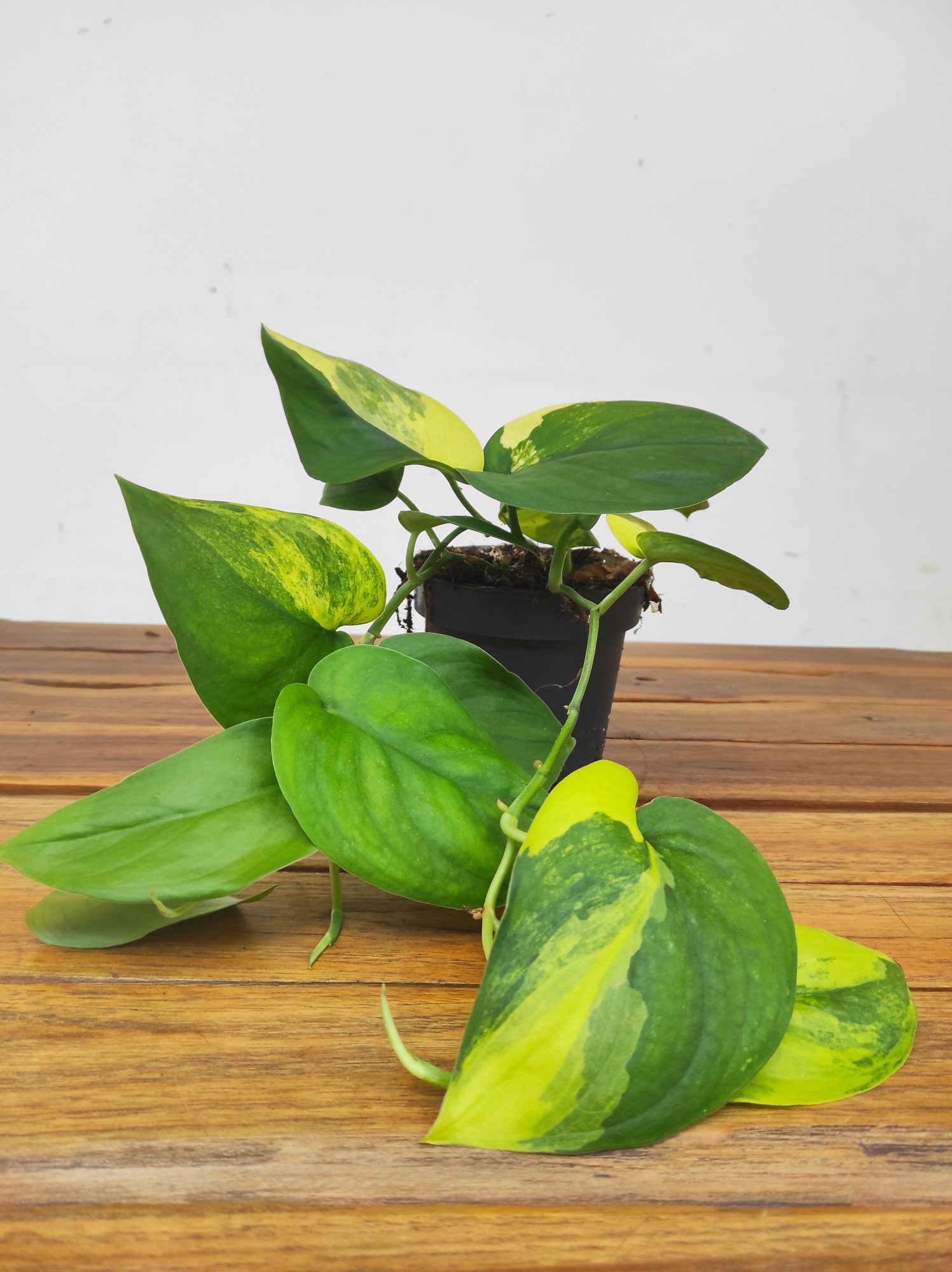 Epipremnum Poonsin - Image 2