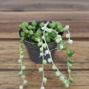 Senecio Rowleyanus Variegata - V.6