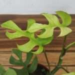 Rhaphidophora Tetrasperma 'Goldrush'