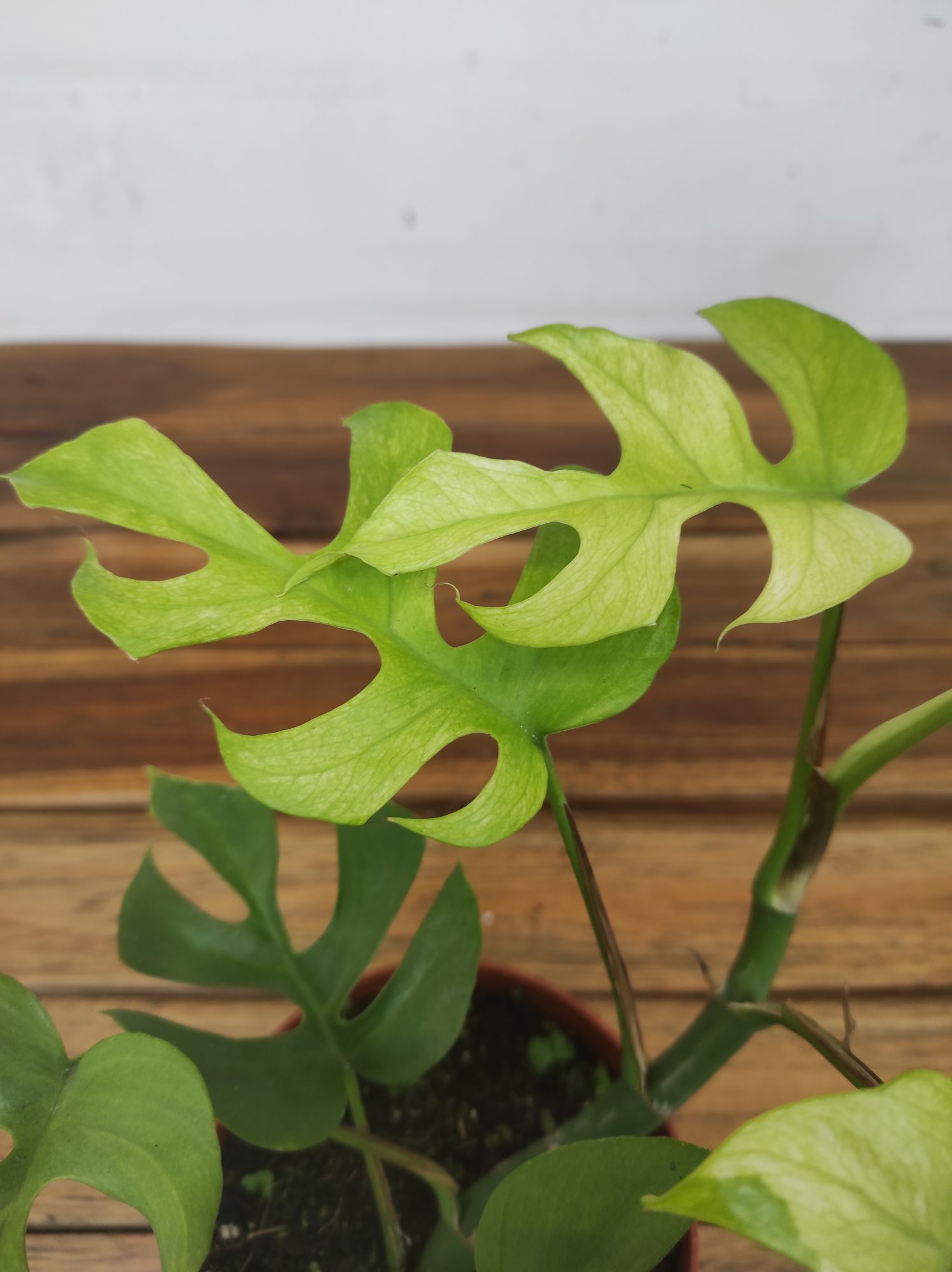 Rhaphidophora Tetrasperma 'Goldrush'