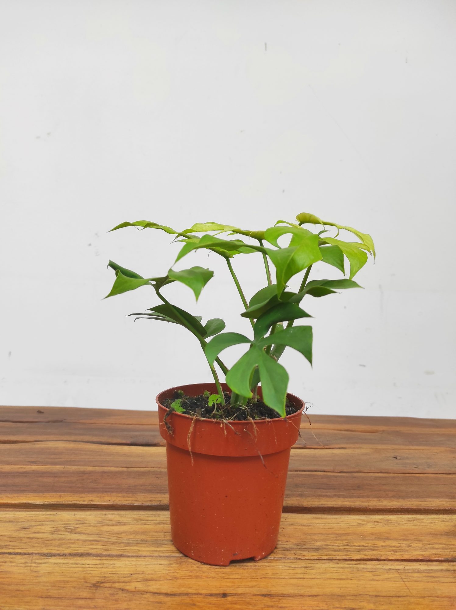 Rhaphidophora Tetrasperma 'Goldrush' - Image 2