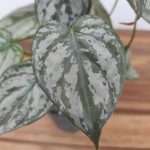 Philodendron Brandtianum