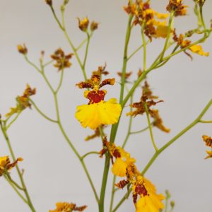 Oncidium 'Sunkissed Orange' - 1 Haste