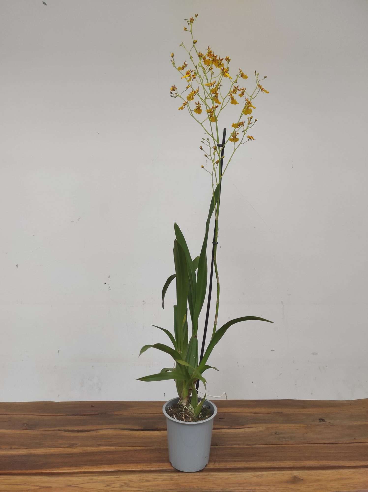 Oncidium 'Sunkissed Orange' - 1 Haste - Image 3