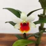 Dendrobium Jiaho Candy