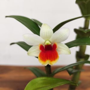 Dendrobium Jiaho Candy