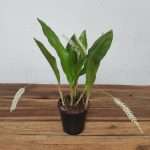 Dendrochilum Glumaceum