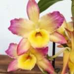 Dendrobium Oriental Smile