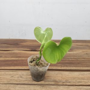 Philodendron Grazielie  - V.7