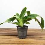 Paphiopedilum Sem Flor V.12