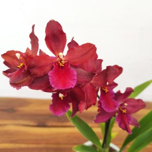 Cambria 1 Haste - V.12