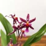 Cambria 1 Haste - V.12