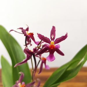 Cambria 1 Haste - V.12