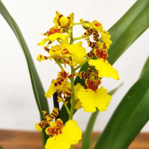 Cambria 1 Haste - V.12