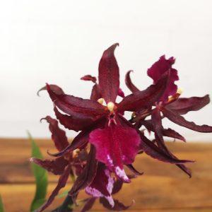 Cambria 1 Haste - V.12