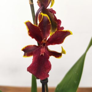 Cambria 1 Haste - V.12