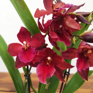 Cambria 1 Haste - V.12