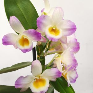 Dendrobium Nobile