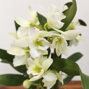 Dendrobium Nobile