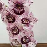 Cymbidium 'Winterbreak'