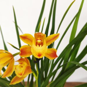 Cymbidium 'Wallacia'