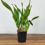 Beallara Kathrin - Sem Flor