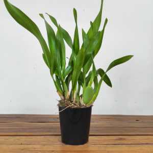 Beallara Kathrin - Sem Flor