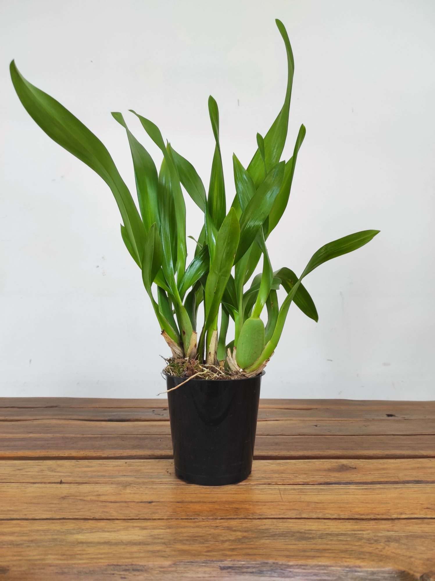 Beallara Kathrin - Sem Flor