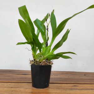 Miltonidium Painter Delight - Haste Floral