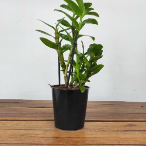 Dendrobium Lucky Girl  - Sem flor