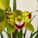 Cymbidium Harlequin 1 Haste - V.14