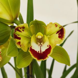 Cymbidium Harlequin 1 Haste - V.14