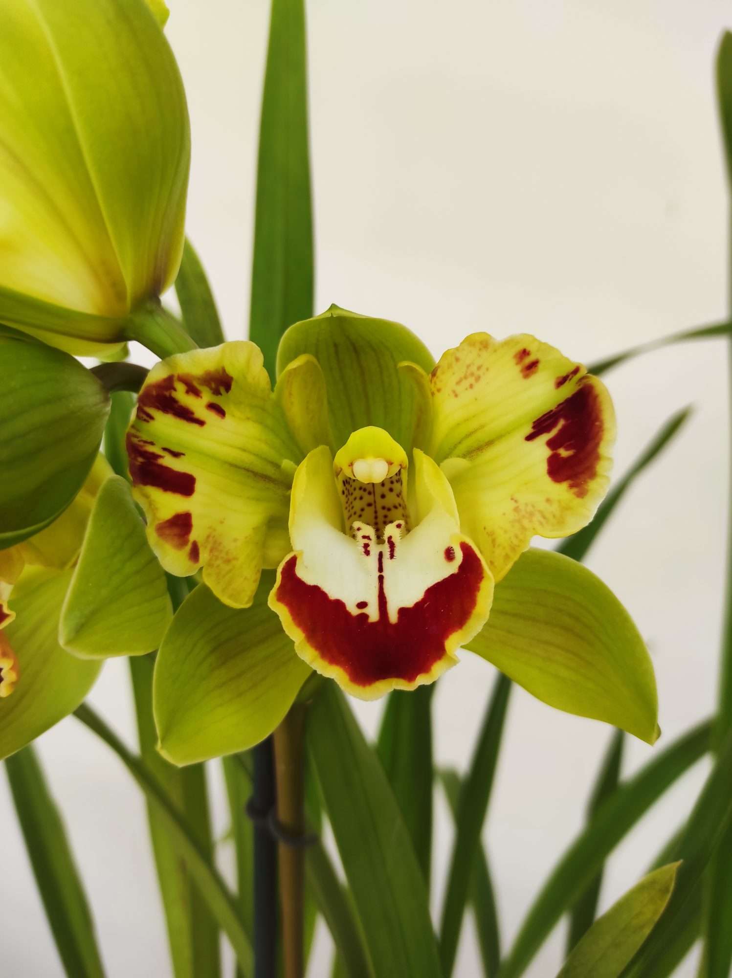 Cymbidium Harlequin 1 Haste - V.14