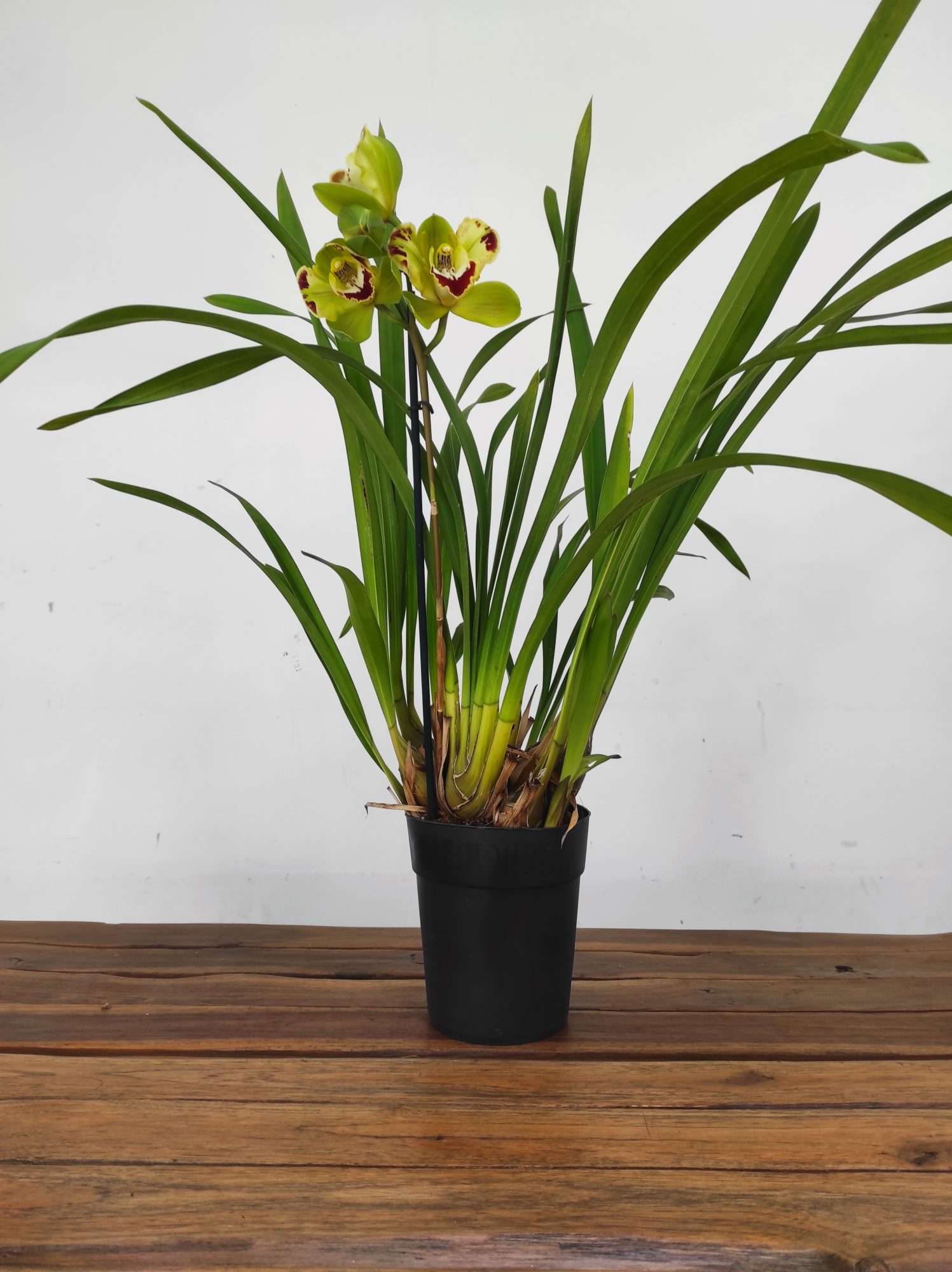 Cymbidium Harlequin 1 Haste - V.14 - Image 2