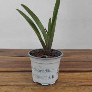 Paphiopedilum Sem Flor - V.9