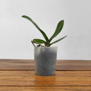 Phalaenopsis Sem Flor - V.9