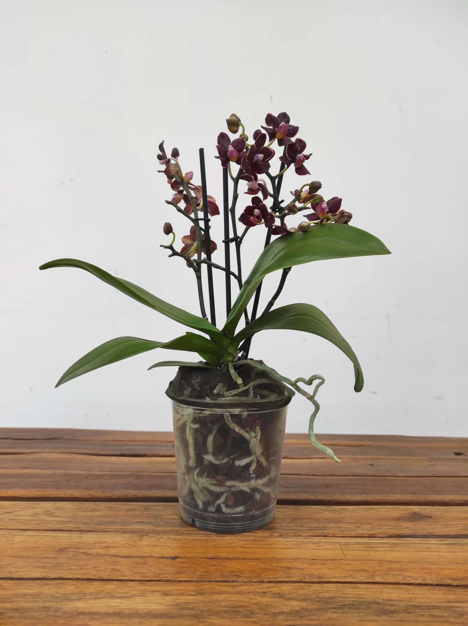 Phalaenopsis V.12 - Image 2