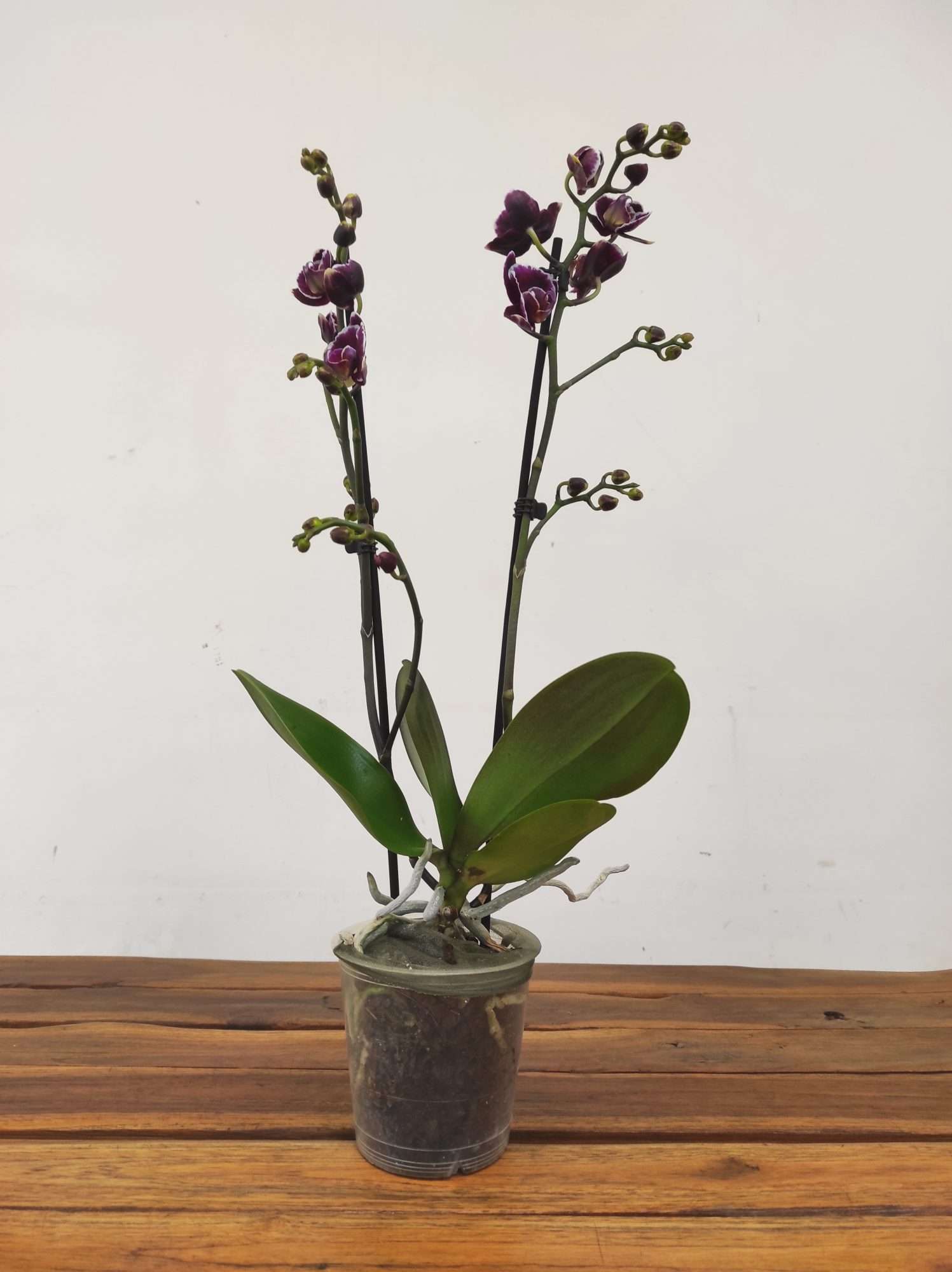 Phalaenopsis V.12 - Image 2